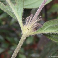 Hedyotis thwaitesii Hook.f.